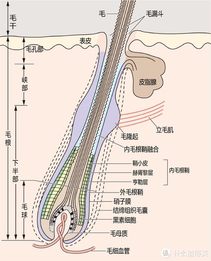 黑头黑头快走开，告别草莓鼻，三种方法迎接净爽夏日