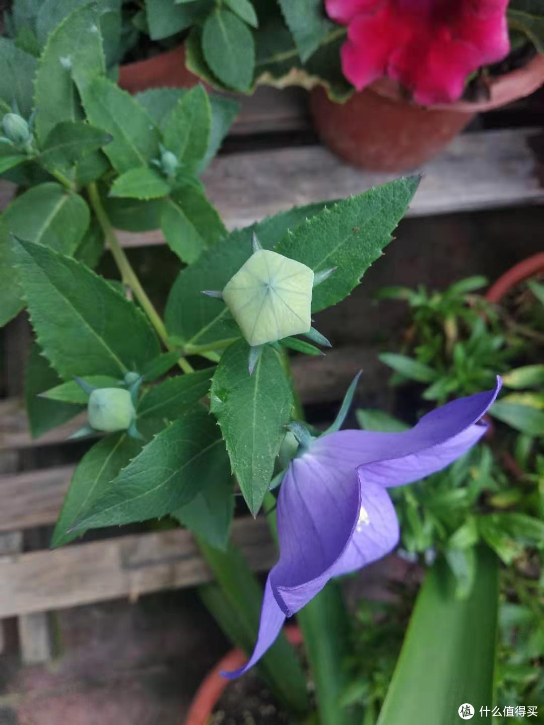 五边形的花苞，快打开是，花苞会变成紫色