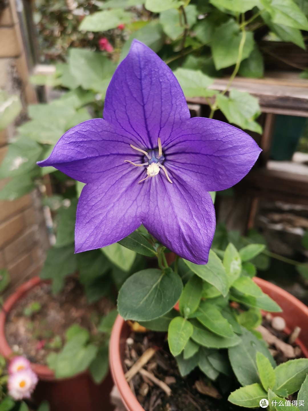 很要抢眼的紫蓝色花，这个比较推荐，养护的好，花量还是不错的