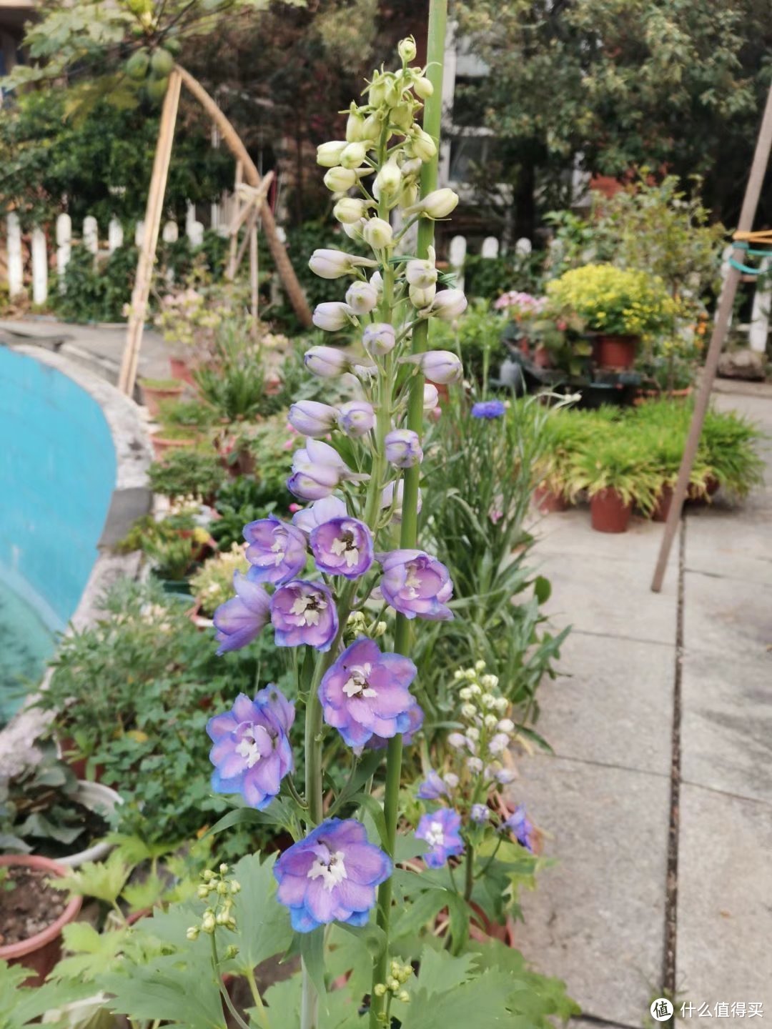 晒一下春日里面院子里面的花花草草-紫色篇