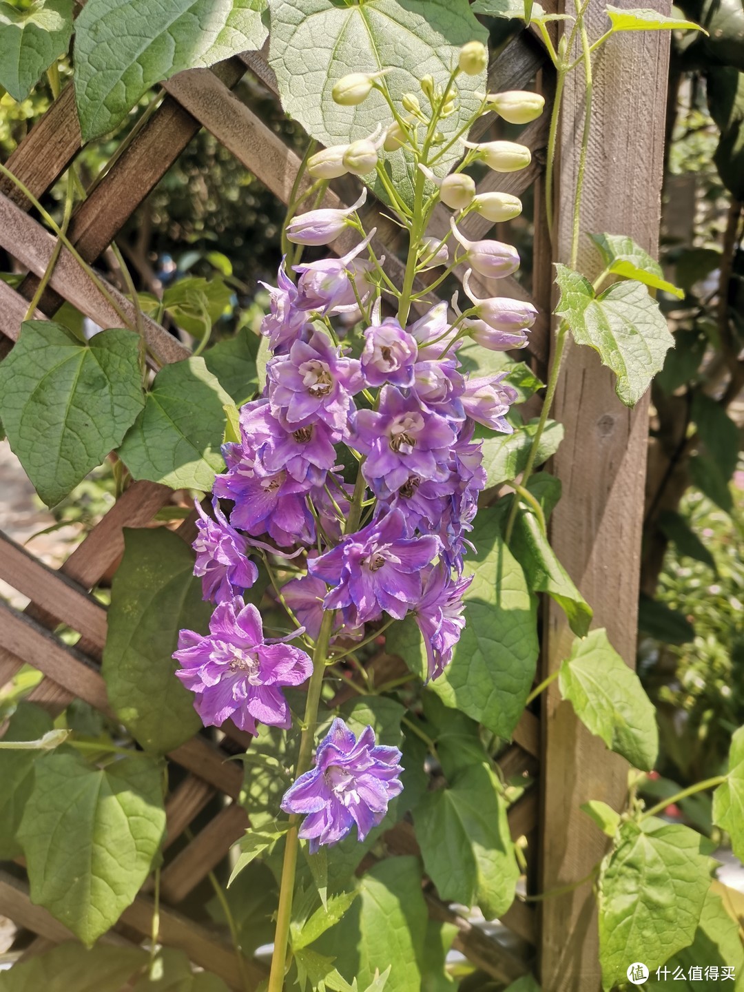 晒一下春日里面院子里面的花花草草-紫色篇