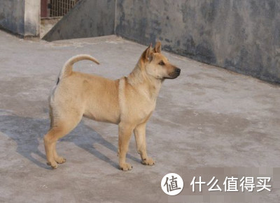 练庸田园犬图片图片