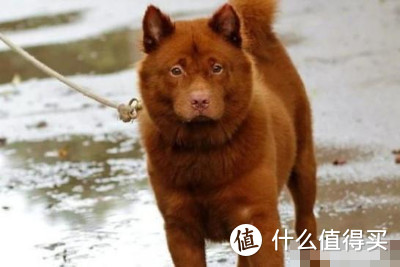 练庸田园犬图片图片