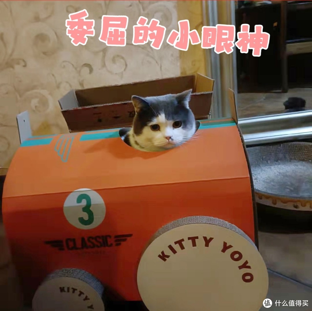 双猫家庭，铲屎官的“精致”生活和必备物品