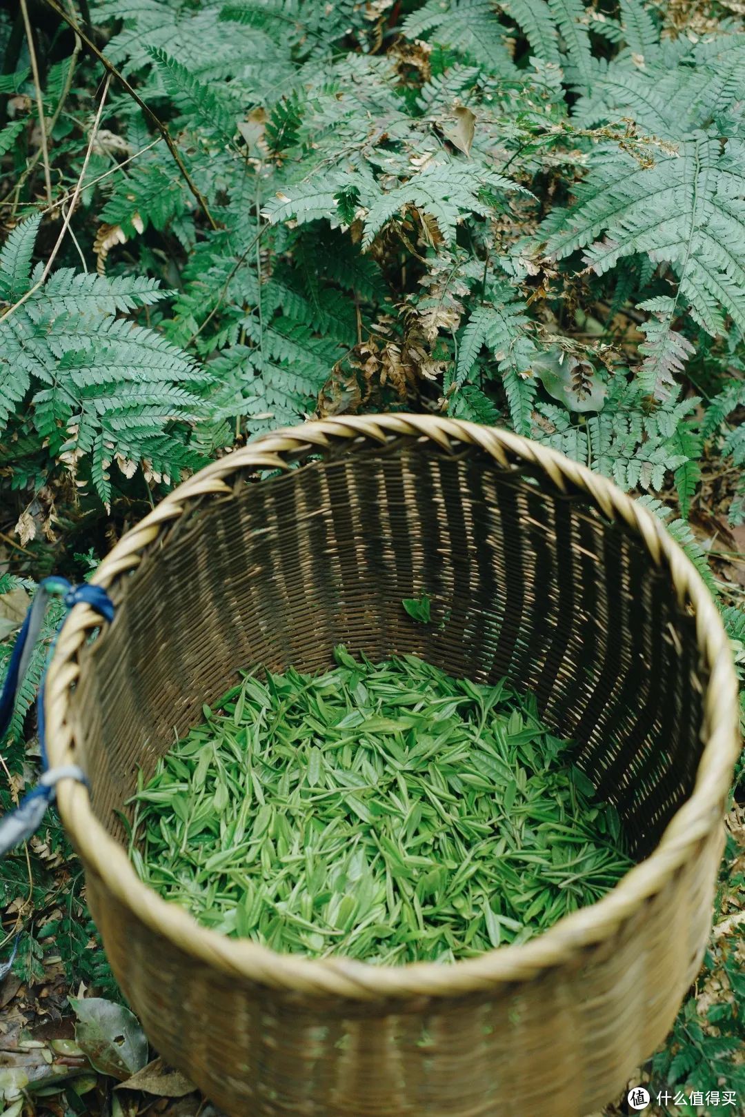 我说杭州的春日顶流是它，总没错吧！