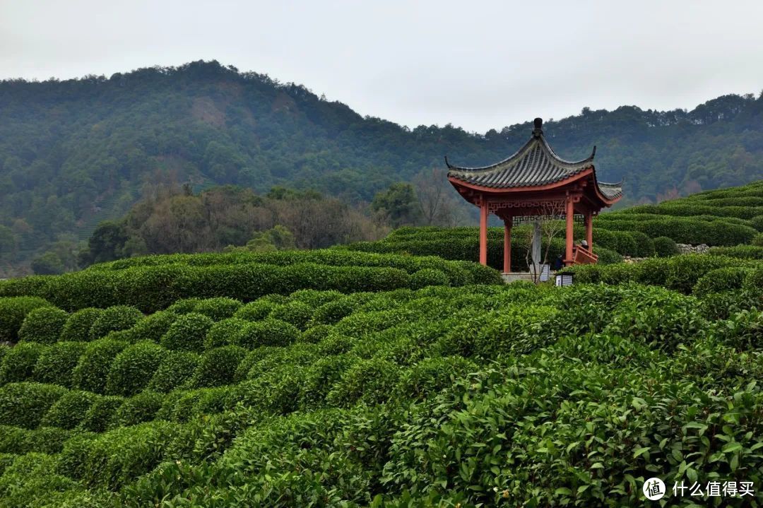 我说杭州的春日顶流是它，总没错吧！