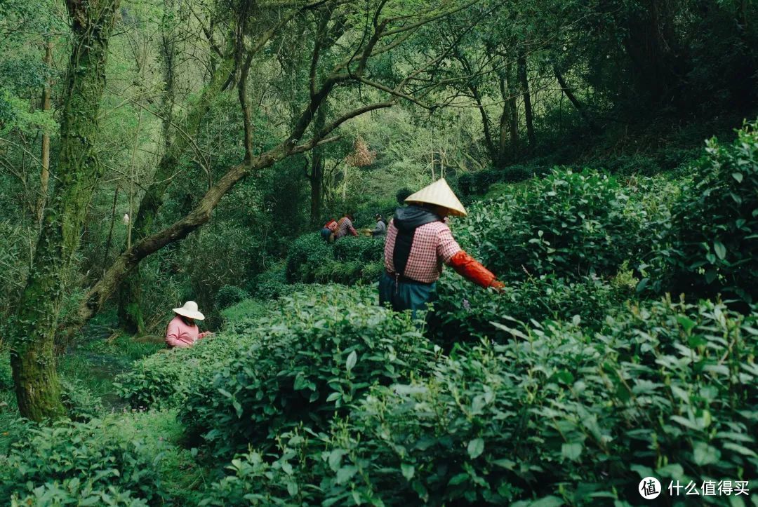 我说杭州的春日顶流是它，总没错吧！