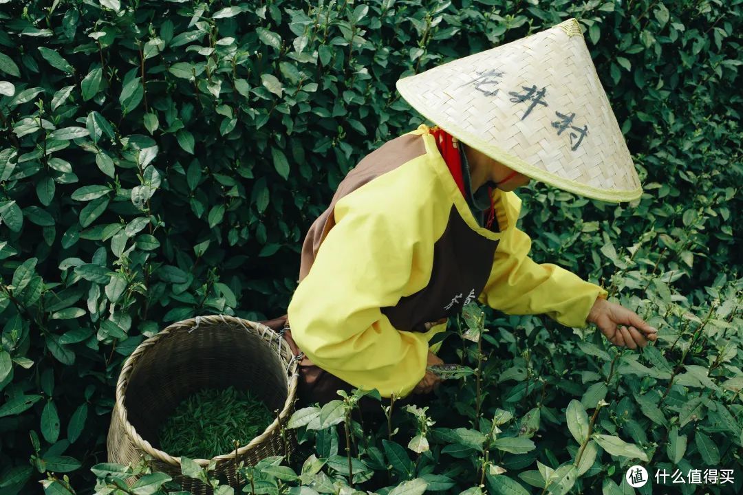 我说杭州的春日顶流是它，总没错吧！