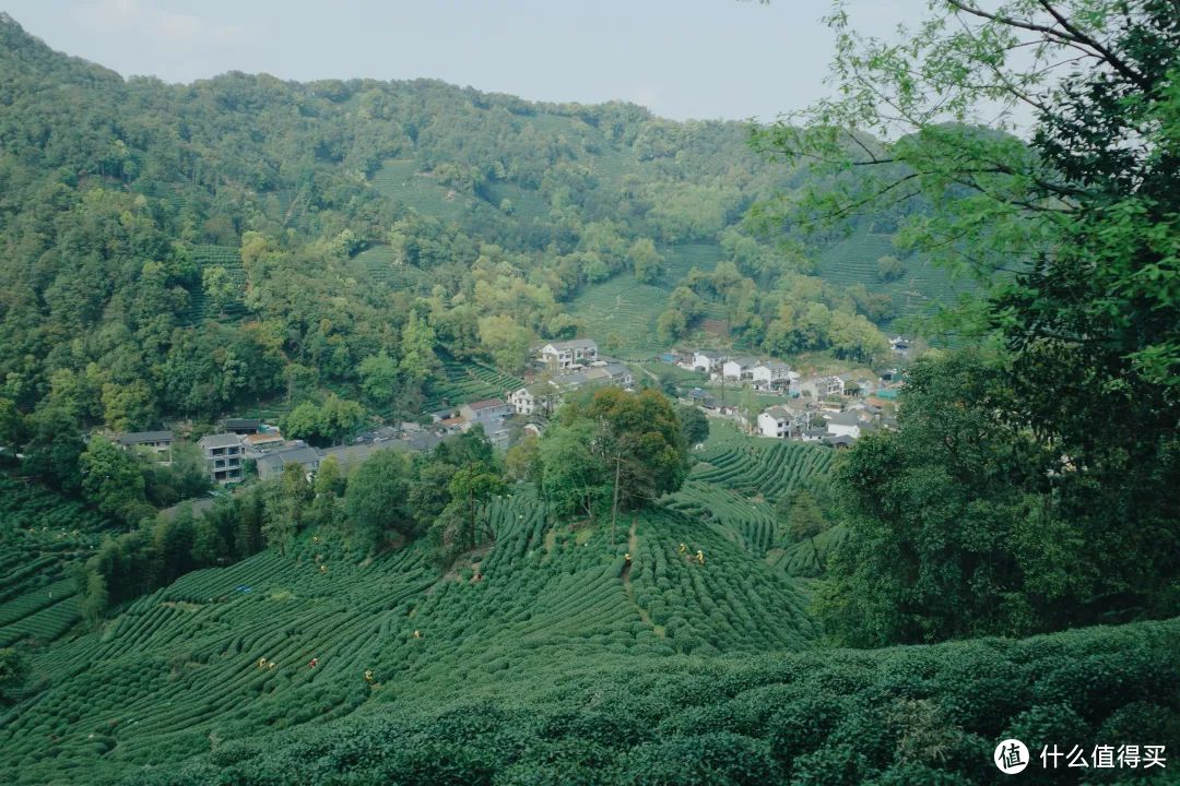 我说杭州的春日顶流是它，总没错吧！