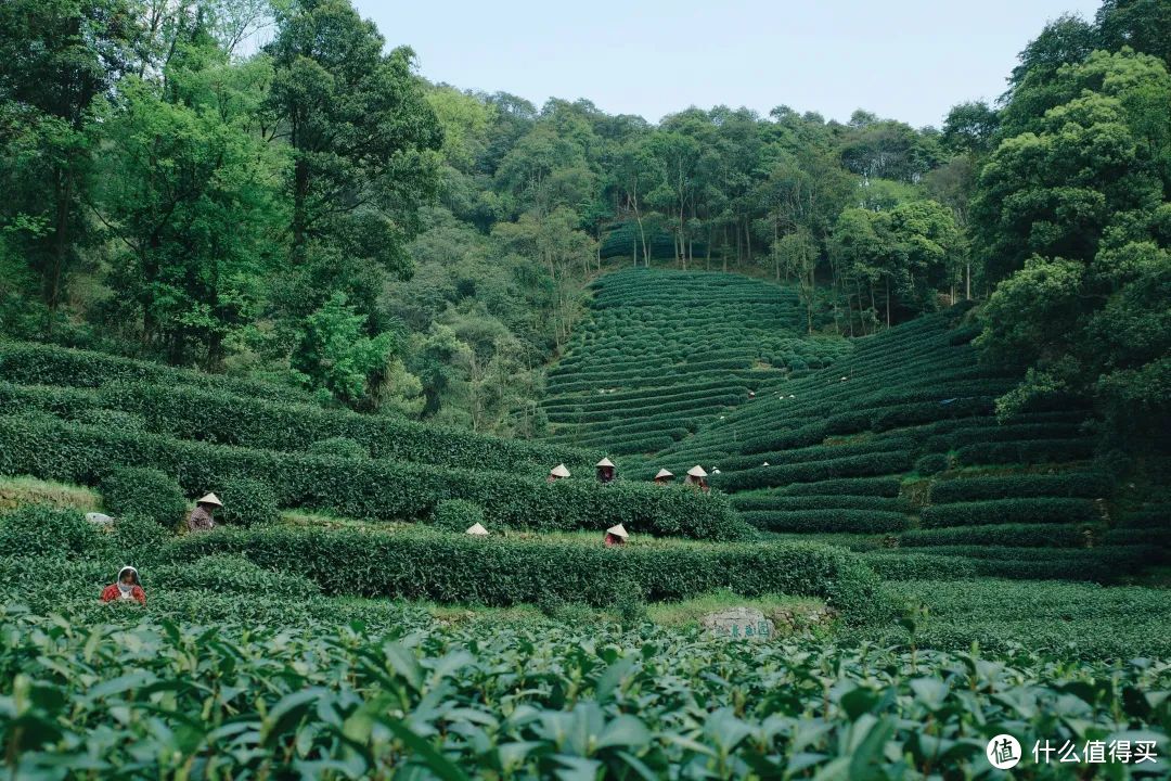 目前,西湖龍井茶的樹種均以龍井43號和龍井群體種為主,龍井長葉種,迎