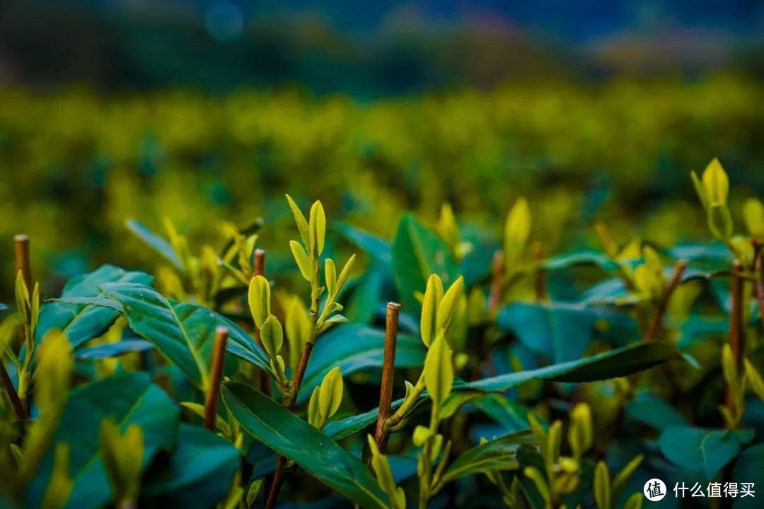 我说杭州的春日顶流是它，总没错吧！