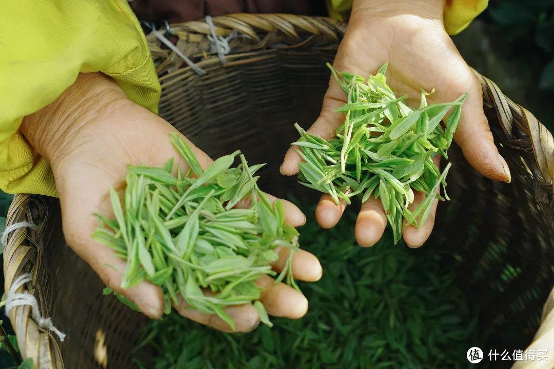 我说杭州的春日顶流是它，总没错吧！