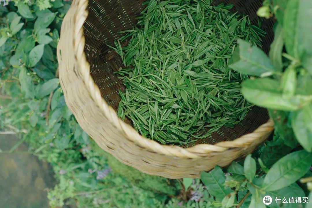 我说杭州的春日顶流是它，总没错吧！