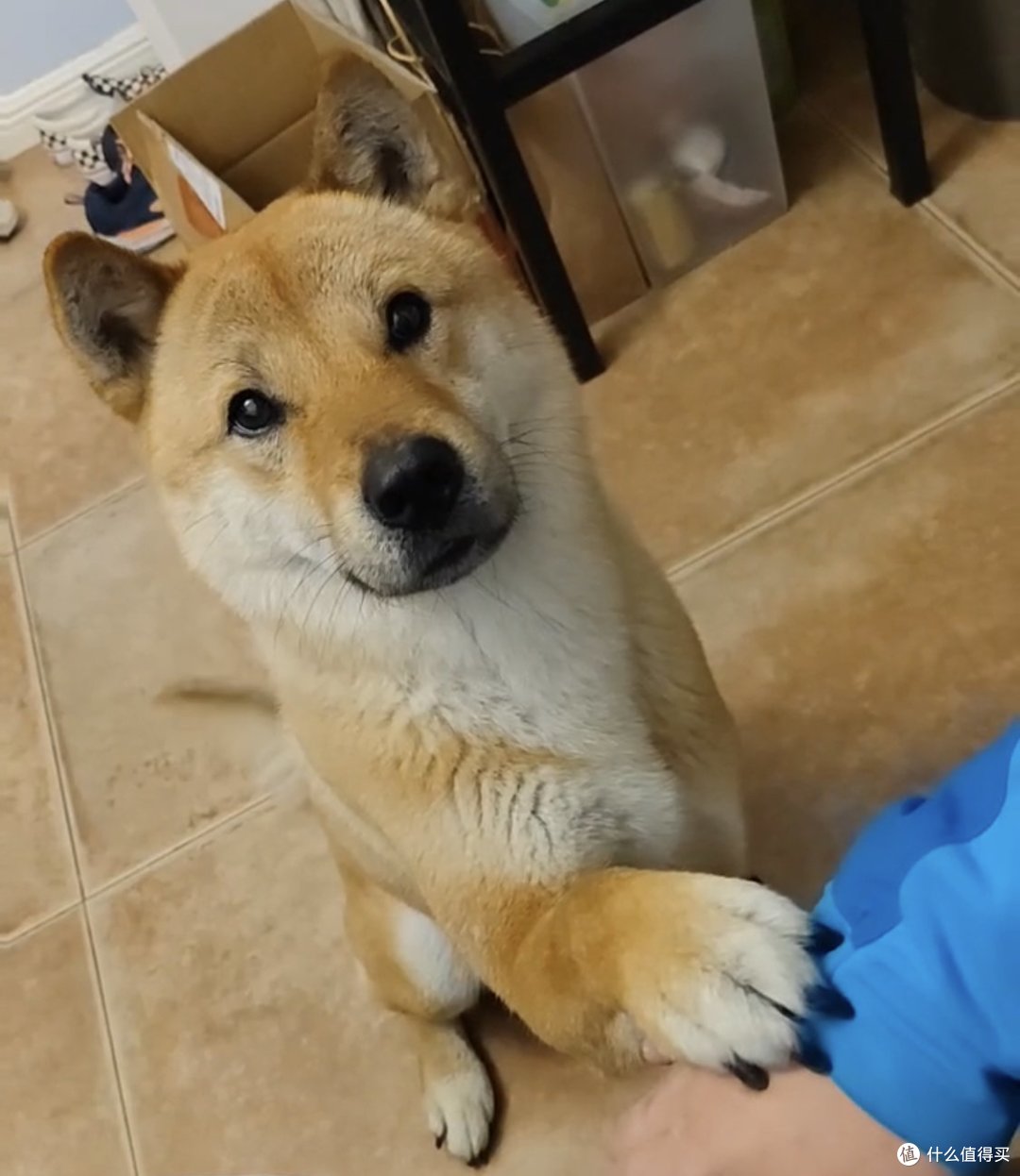 杜鸭的跑步装备篇三十七阿狗心率带真的好甜吗