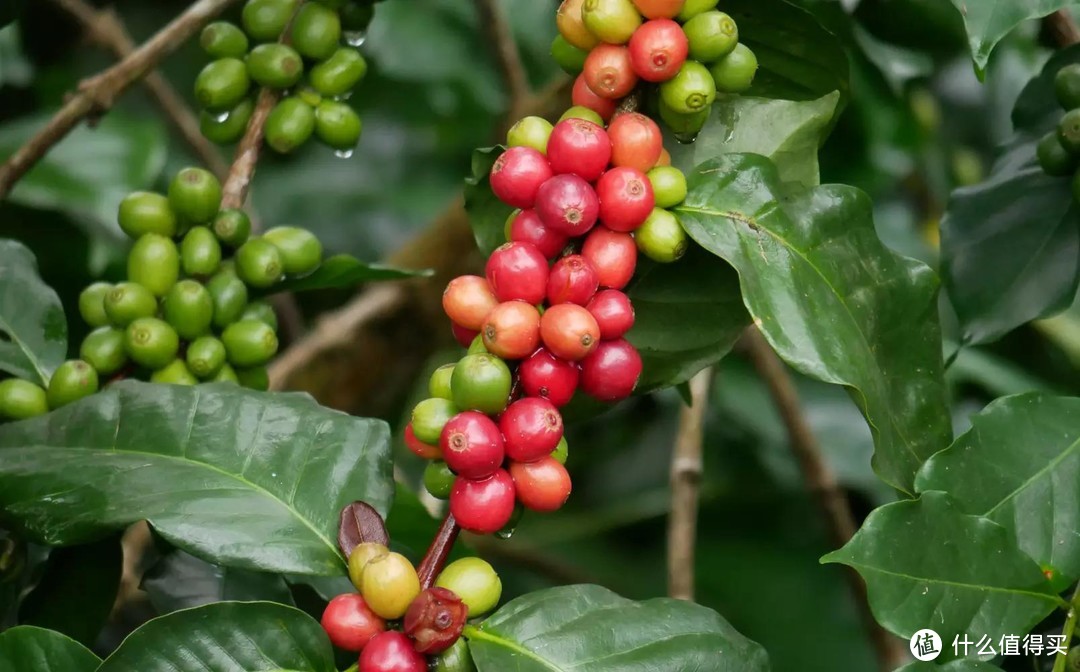 大家都知道“阿拉比卡”咖啡豆，那精品“罗布斯塔”喝过么？