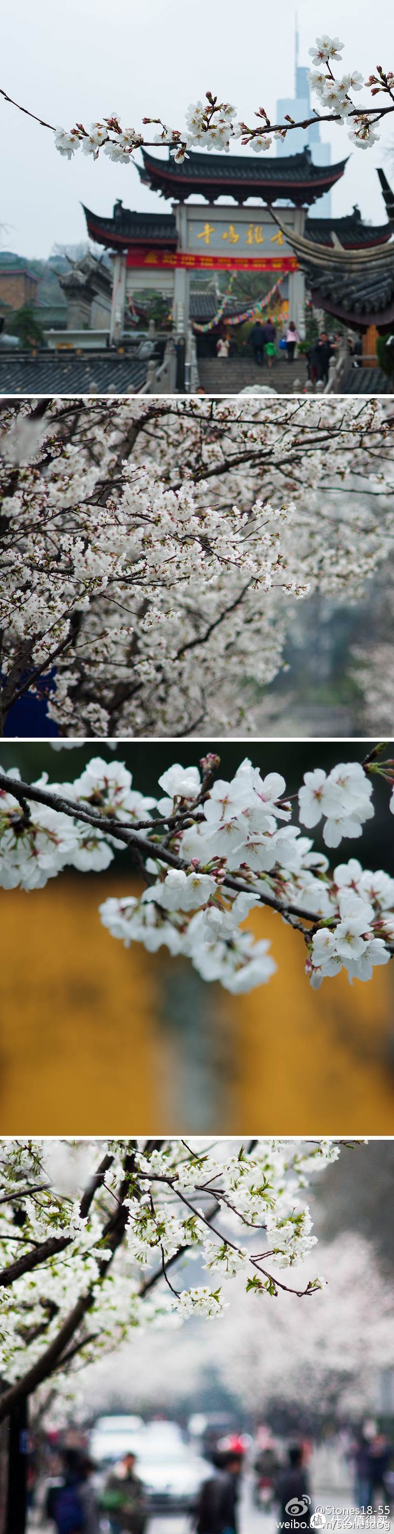 近年来许久没在樱花季前往南京，只能在微博上翻出许多年前拍的樱花照片记录