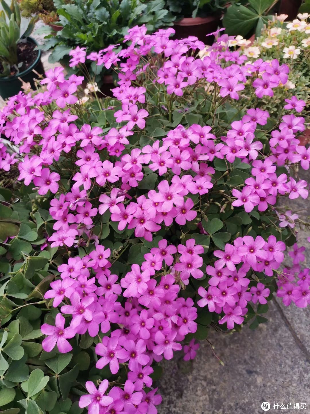 晒一下春日里面院子里面的花花草草-爆盘篇