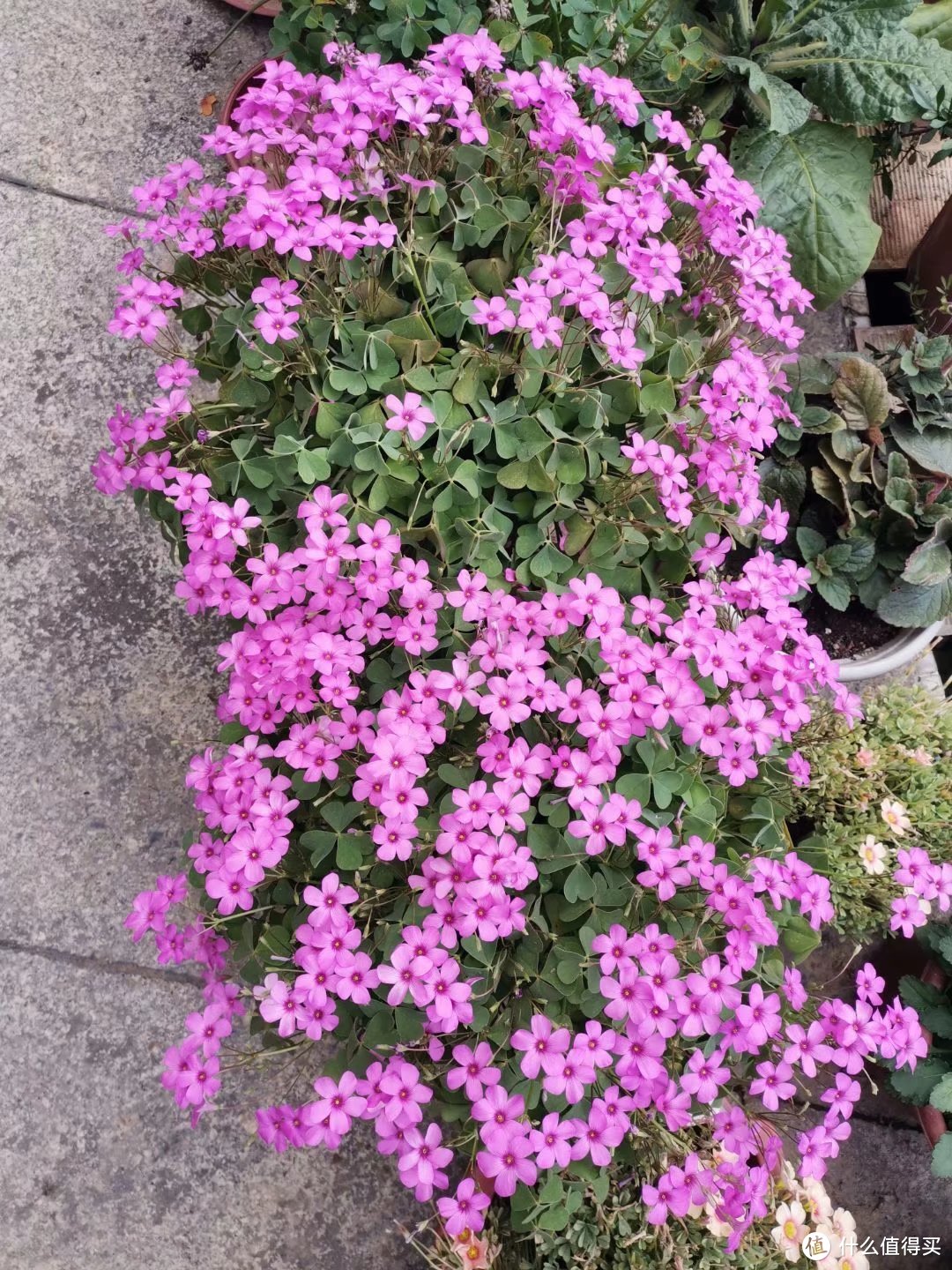 晒一下春日里面院子里面的花花草草-爆盘篇