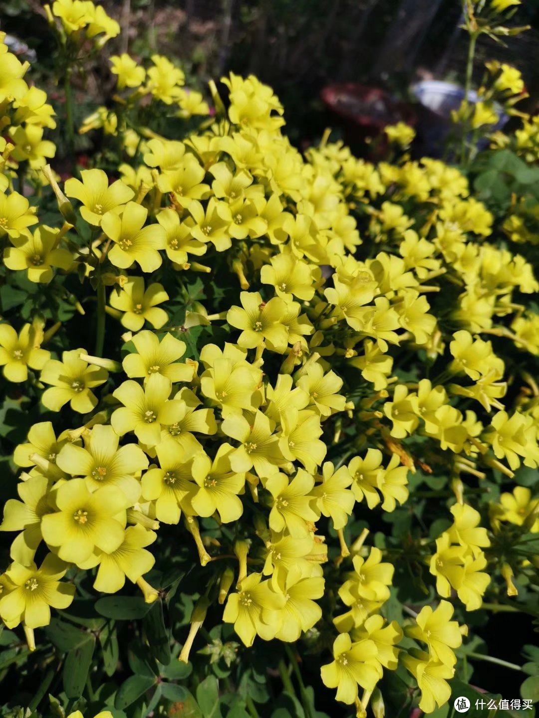 晒一下春日里面院子里面的花花草草-爆盘篇