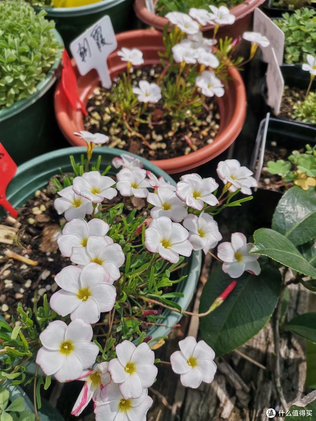 晒一下春日里面院子里面的花花草草-爆盘篇