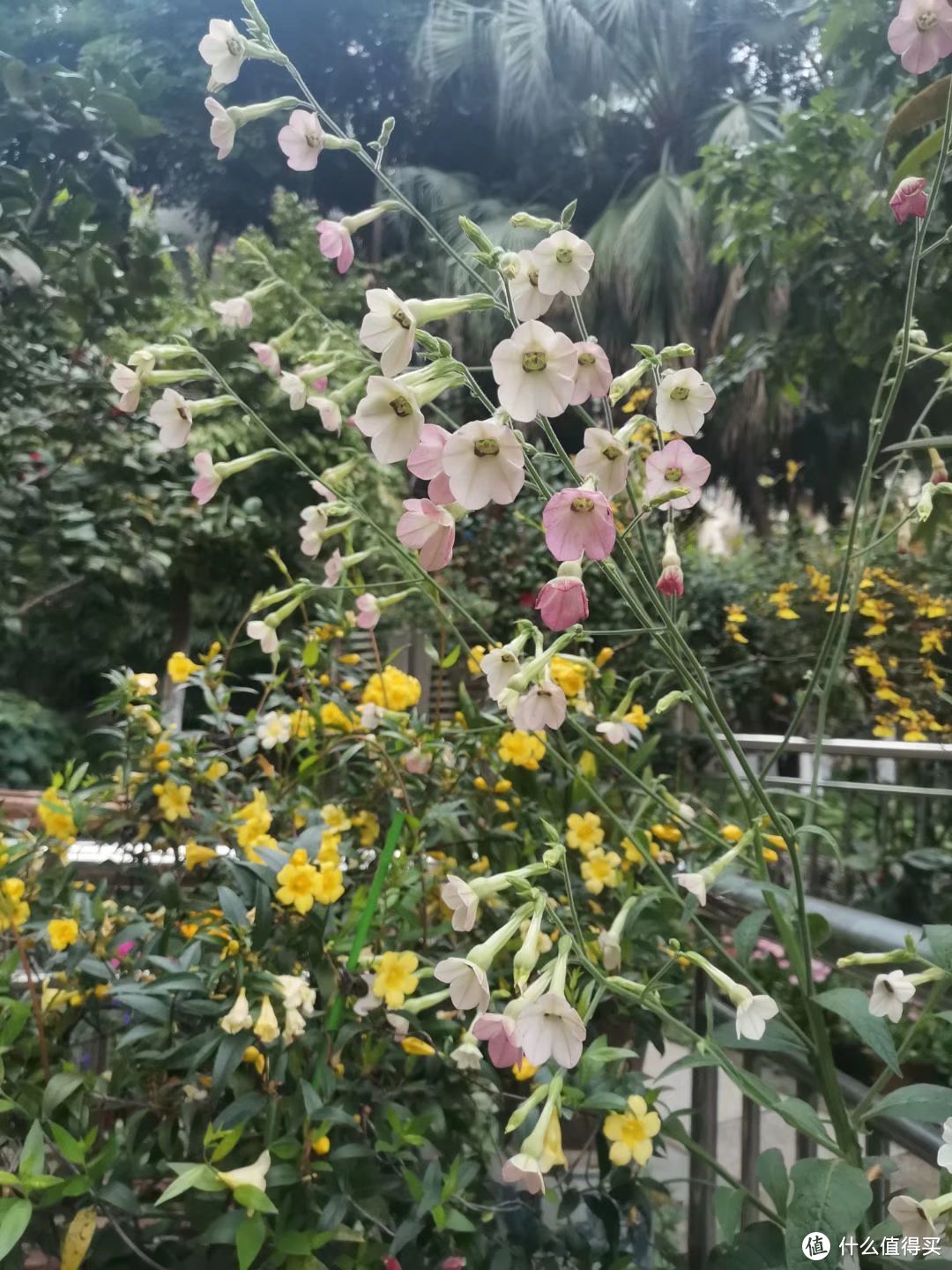 晒一下春日里面院子里面的花花草草-爆盘篇