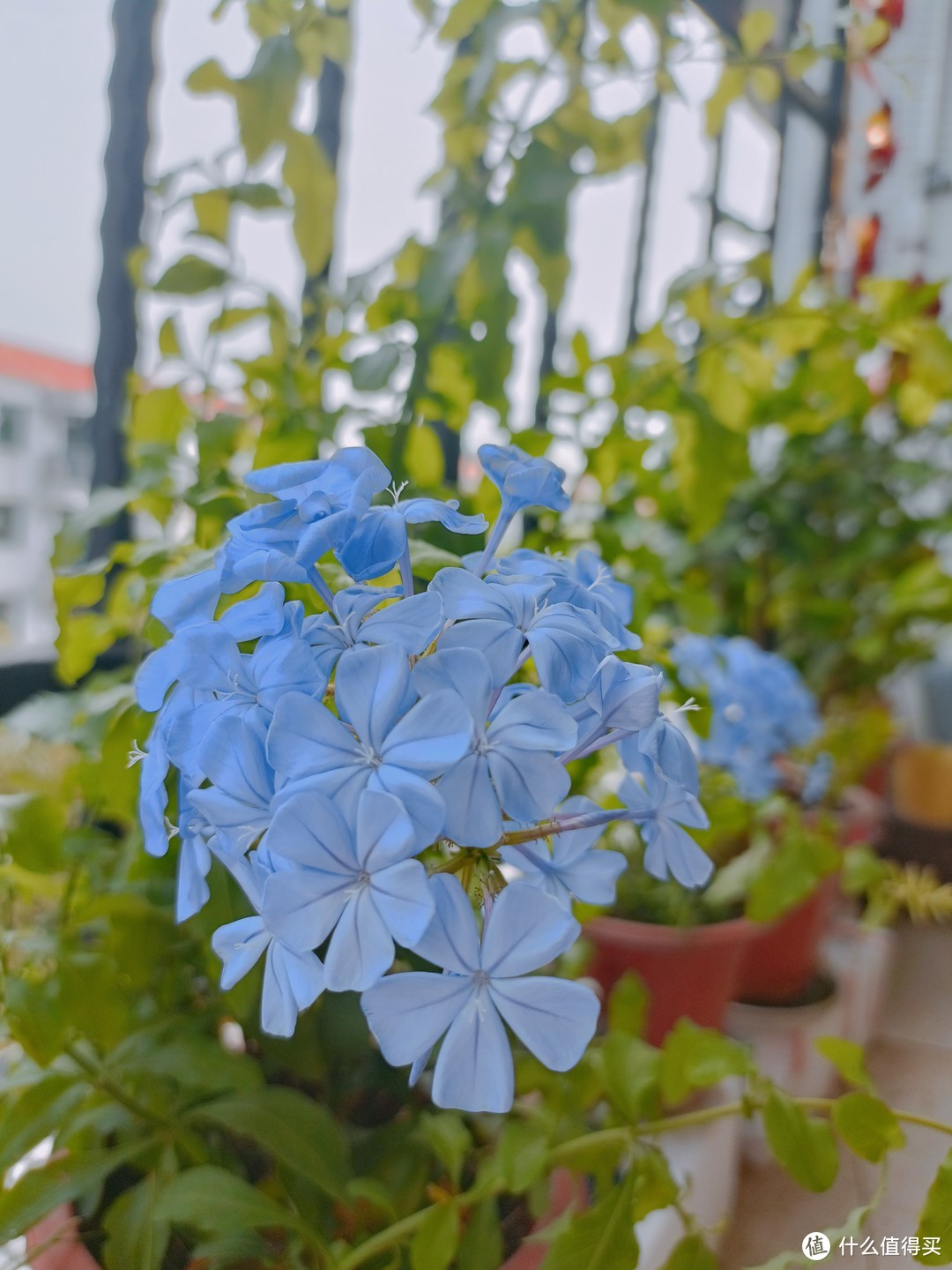 蓝雪花|如果幸福有颜色，我希望是蓝色和绿色