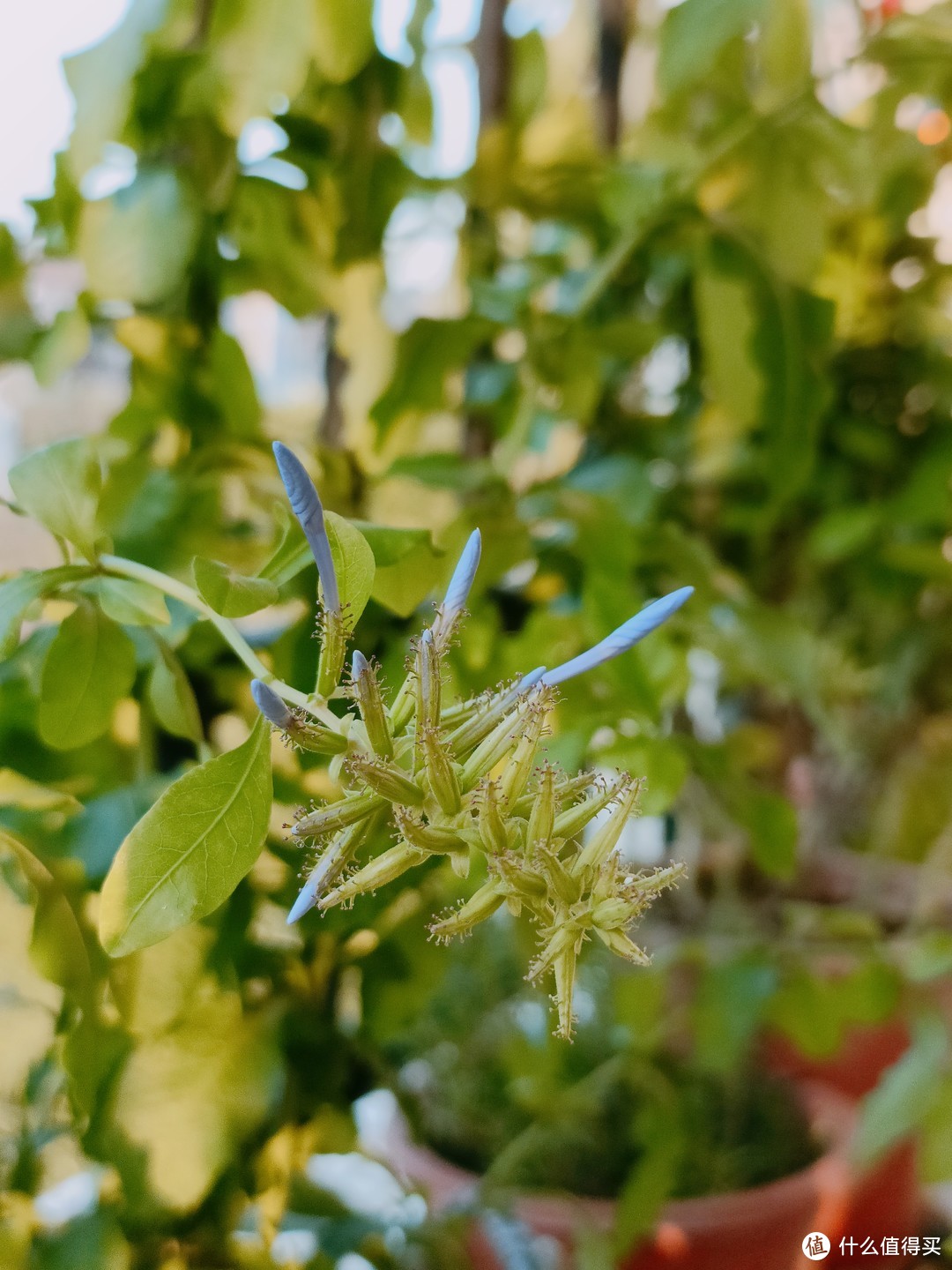 蓝雪花|如果幸福有颜色，我希望是蓝色和绿色