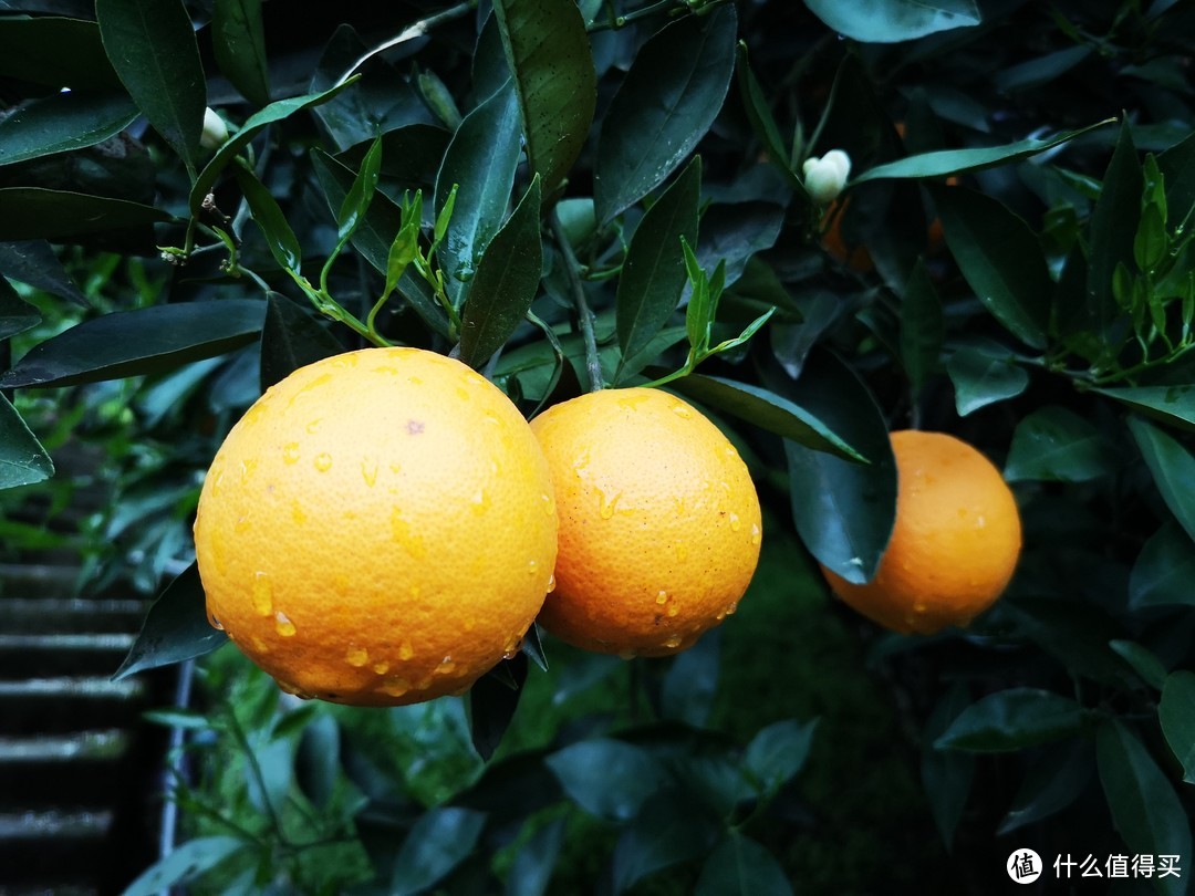 更好吃的春天应季晚橙，非秭归脐橙莫属！