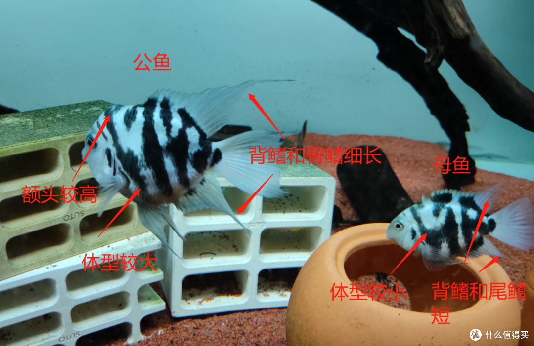 下崽狂魔迷你鹦鹉鱼爆缸爆到破产