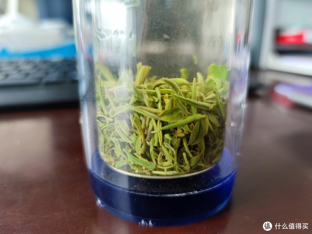 初试明前新茶信阳毛尖