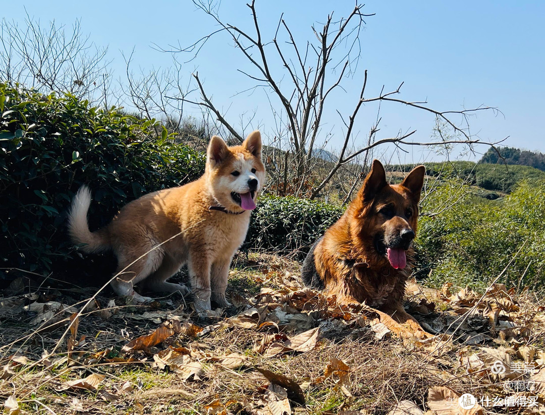 我和二只爱犬去晒太阳