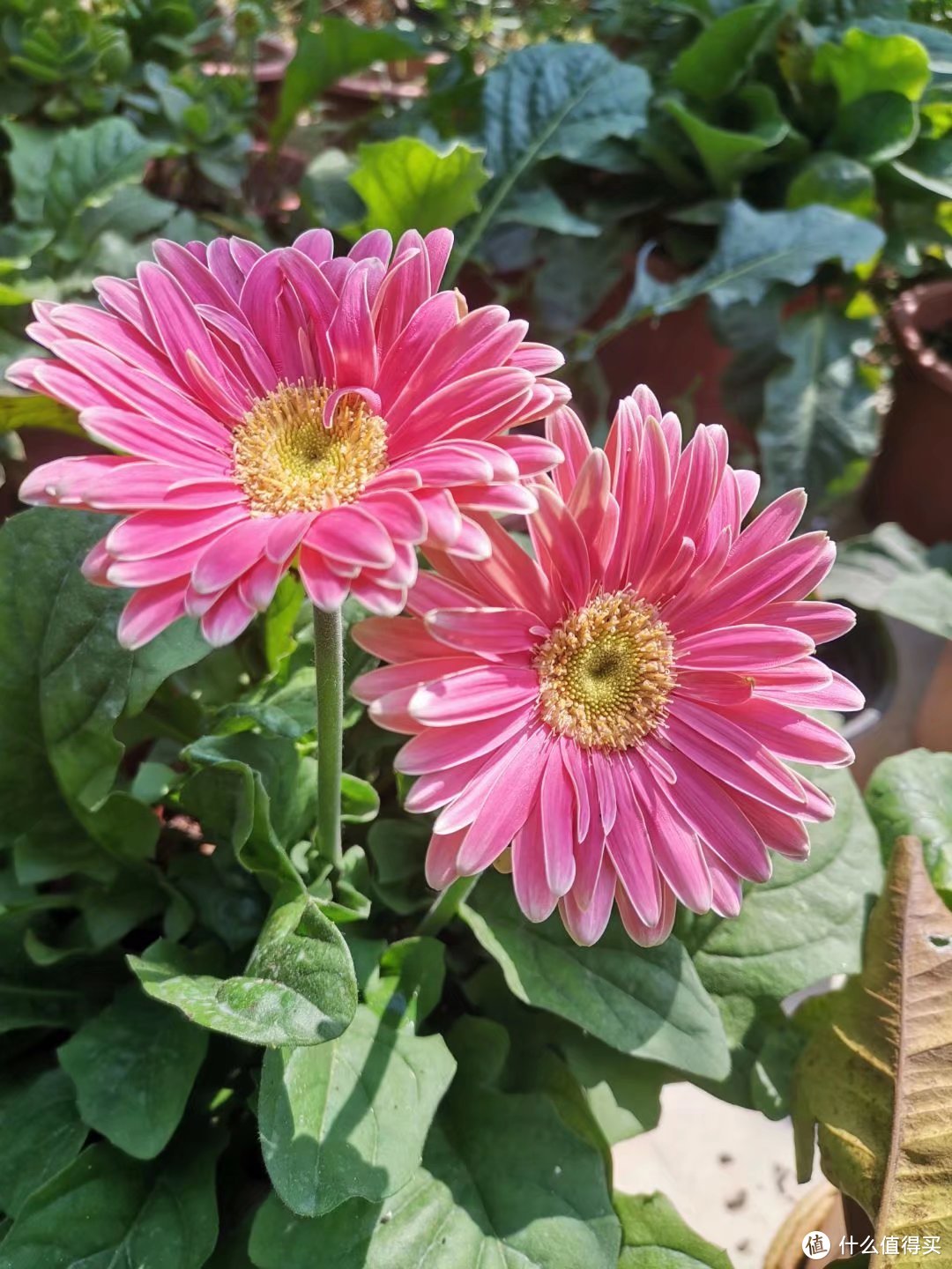 晒一下春日里面院子里面的花花草草--菊科和攀爬