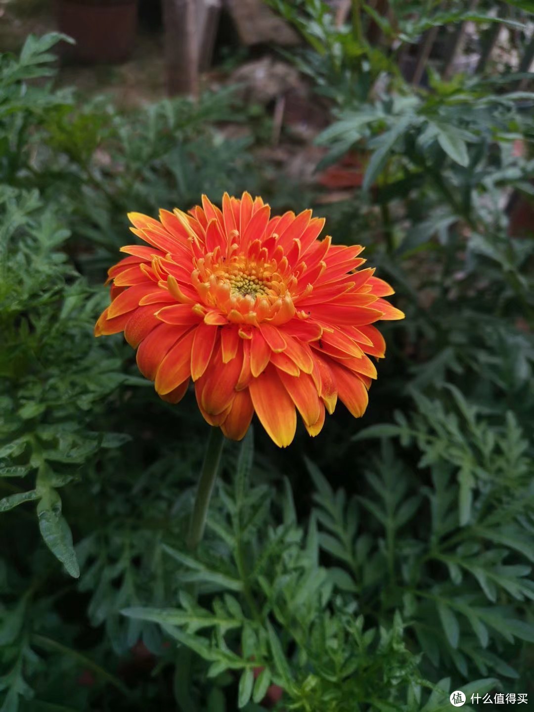 晒一下春日里面院子里面的花花草草--菊科和攀爬