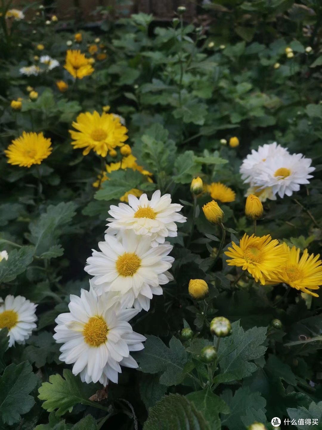 杭菊，就是冲茶的那种