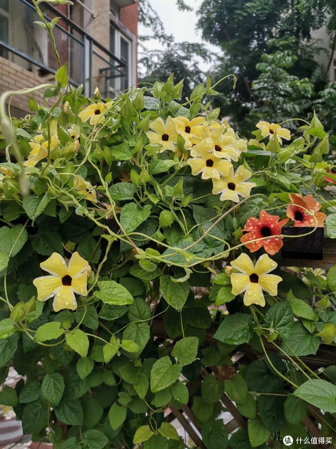 晒一下春日里面院子里面的花花草草--菊科和攀爬