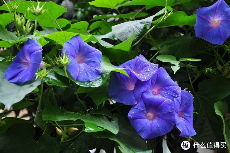 晒一下春日里面院子里面的花花草草--菊科和攀爬