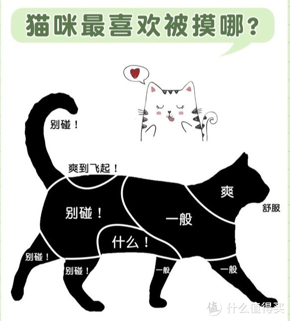 小猫咪爱咬人怎么训？它咬我难道我咬回来嘛！