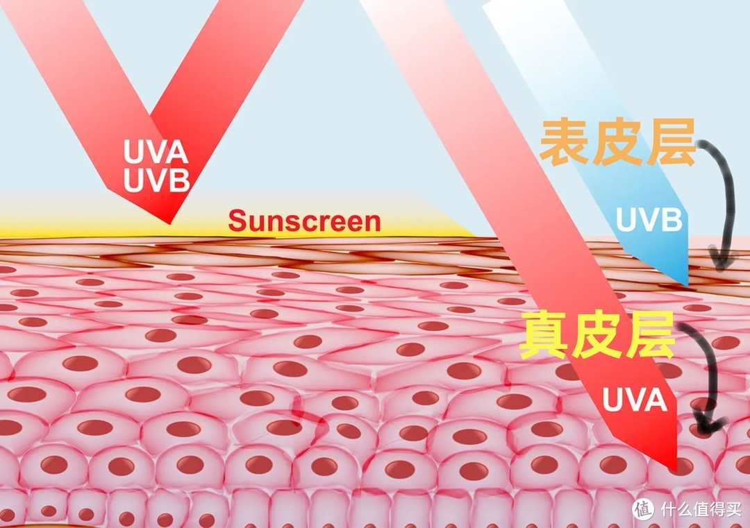 防晒百科全书在此！8款热门SPF50+防晒单品测评