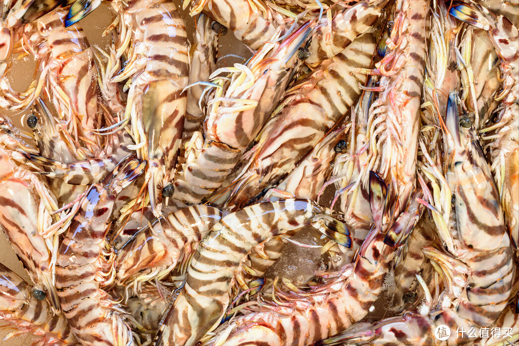 16种虾的辨别图片，带你认识不同的虾和吃法，买虾前不妨看看