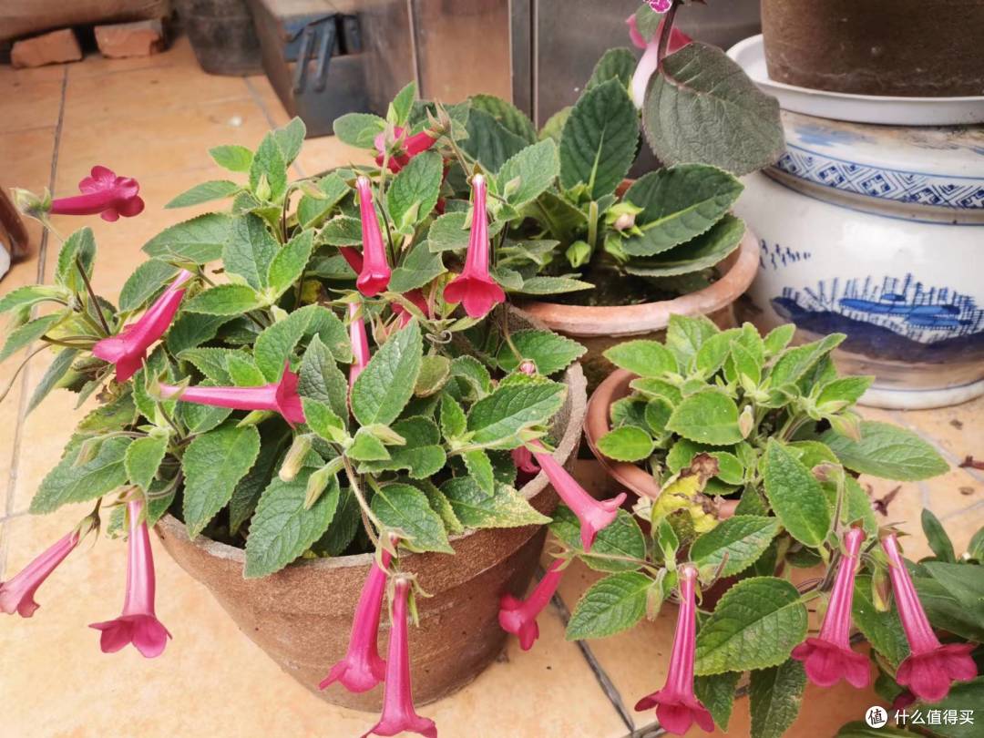 晒一下春日里面院子里面的花花草草苦苣苔篇