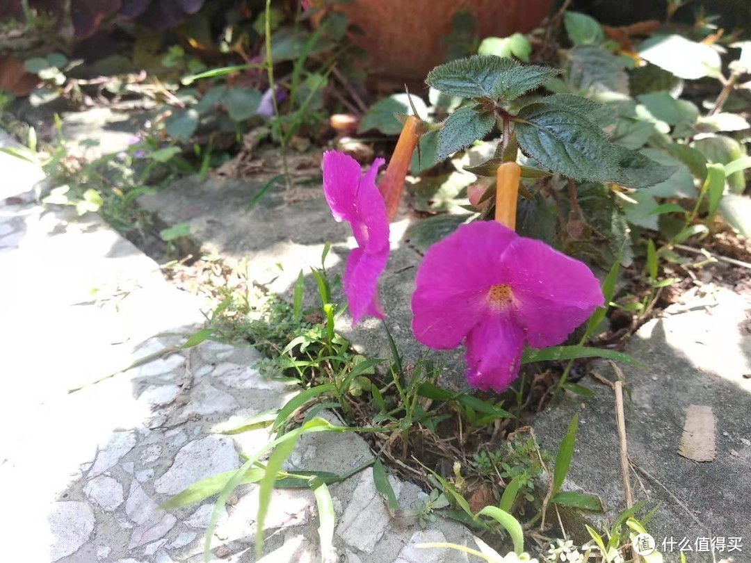 晒一下春日里面院子里面的花花草草--苦苣苔篇