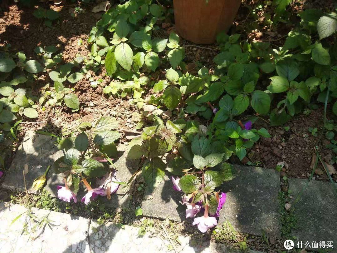 晒一下春日里面院子里面的花花草草--苦苣苔篇