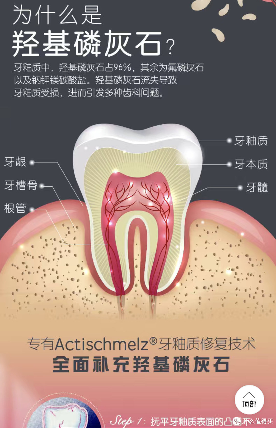 牙齿的结构（借图来自prokudent官网）