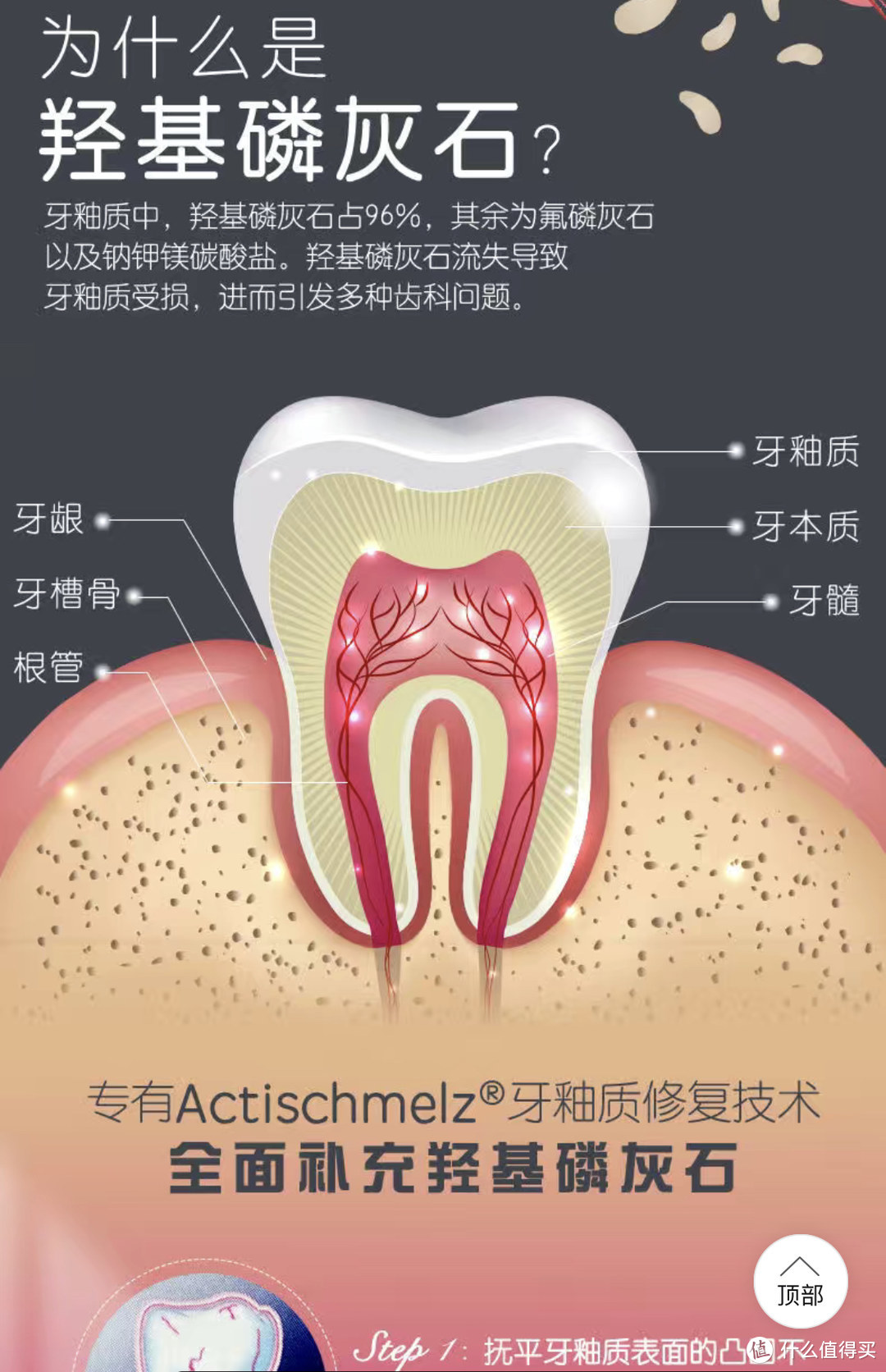 牙齿分层图片