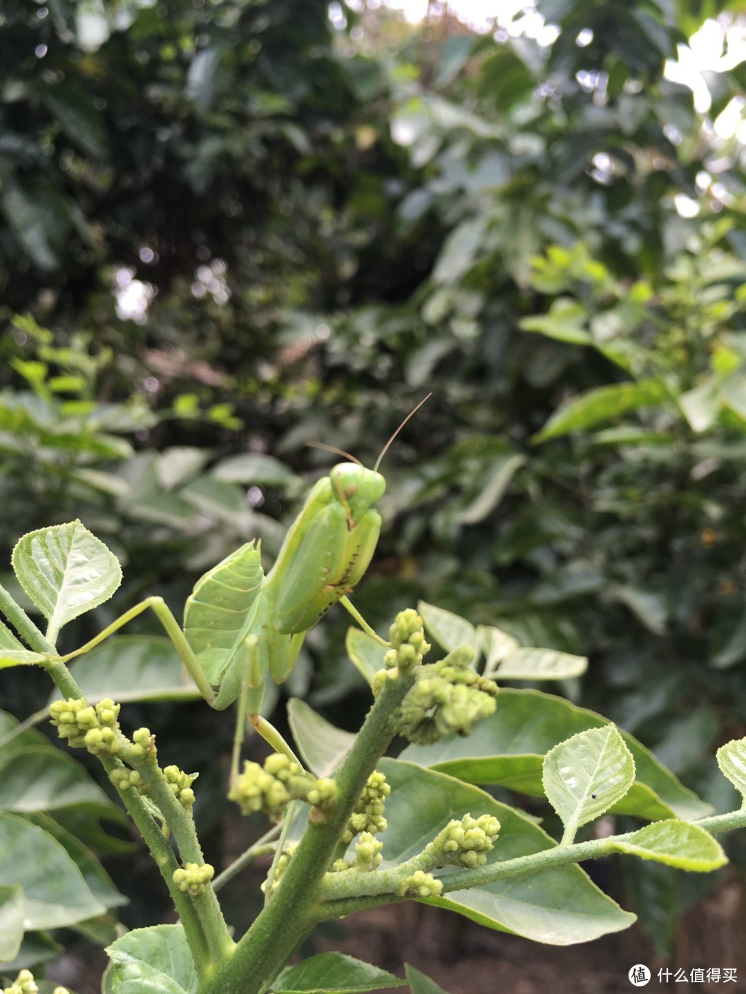 黄皮果树上的绿螳螂