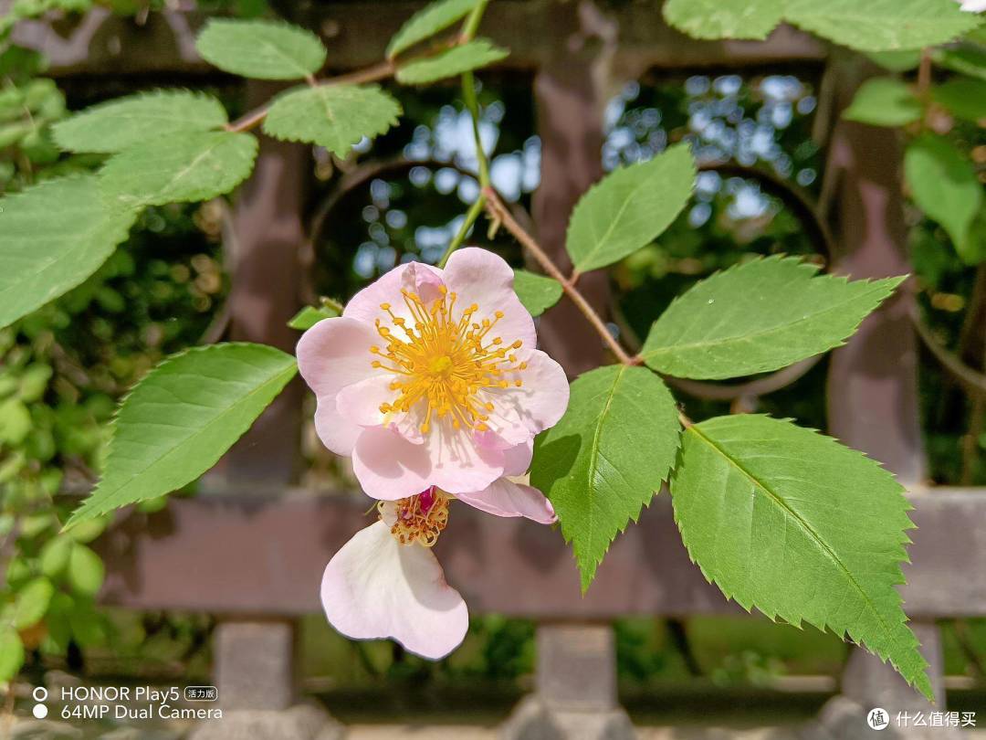 千元机里的拍照显微镜荣耀play5活力版评测