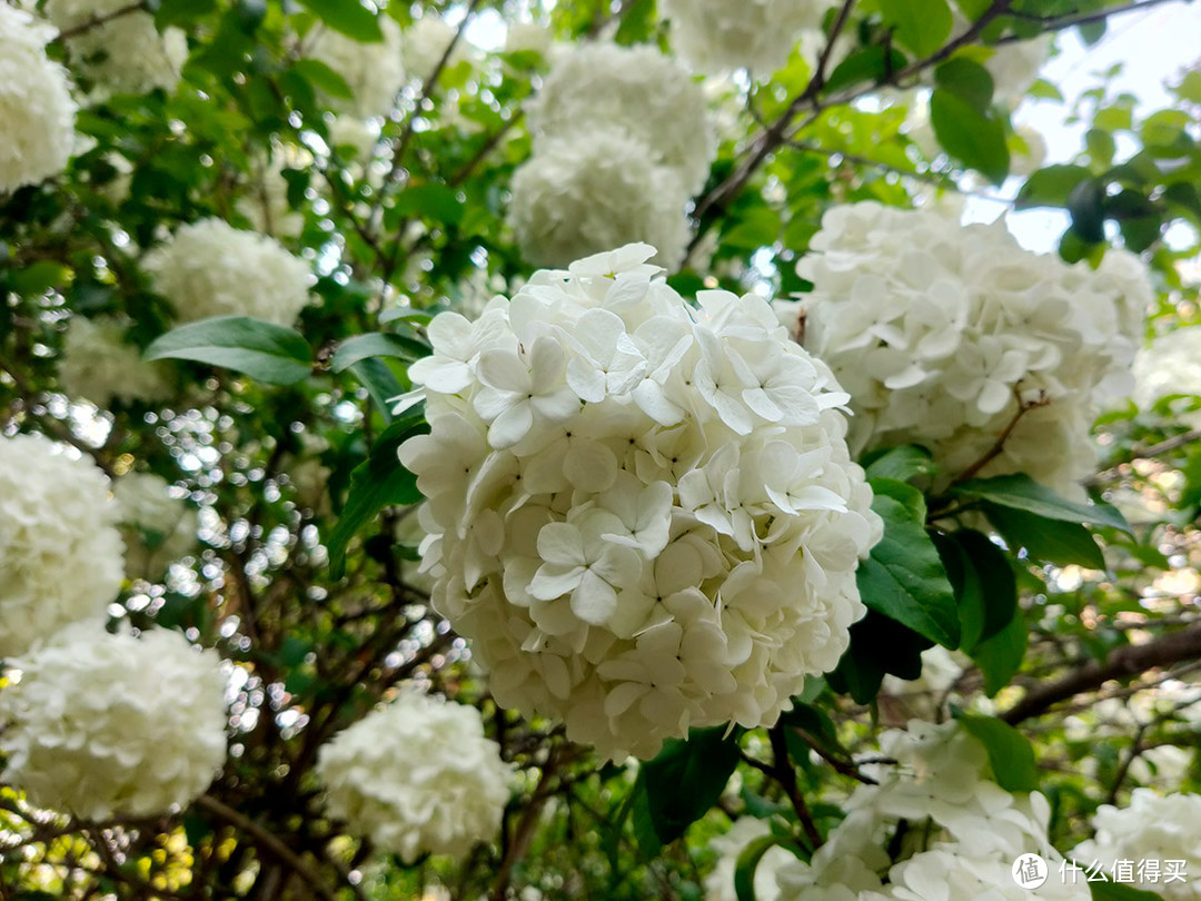 五一旅游，用手机拍摄国家植物园的美景