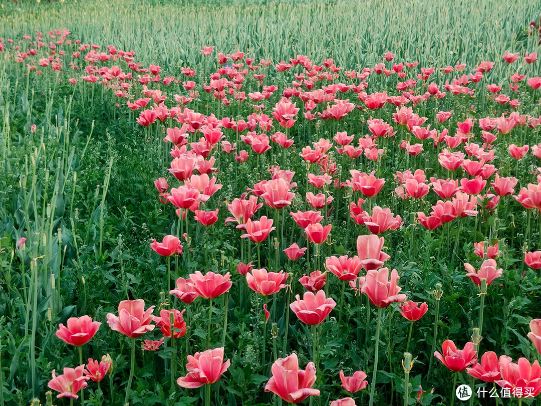 五一旅游，用手机拍摄国家植物园的美景