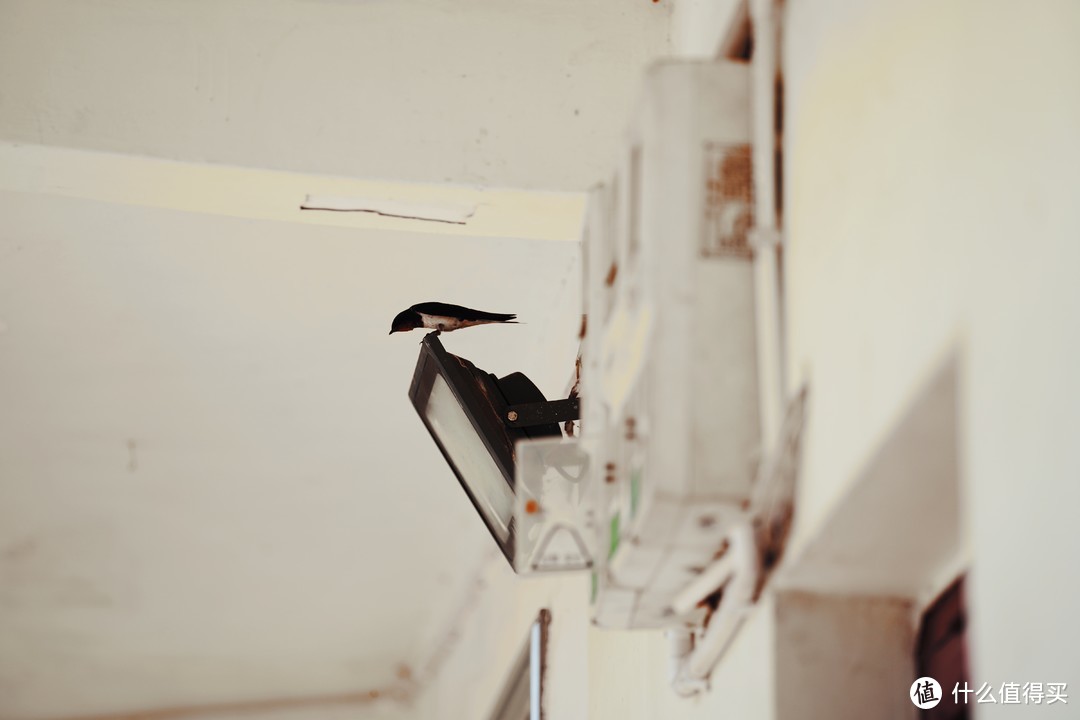 屋檐下的燕子，via索尼A7C
