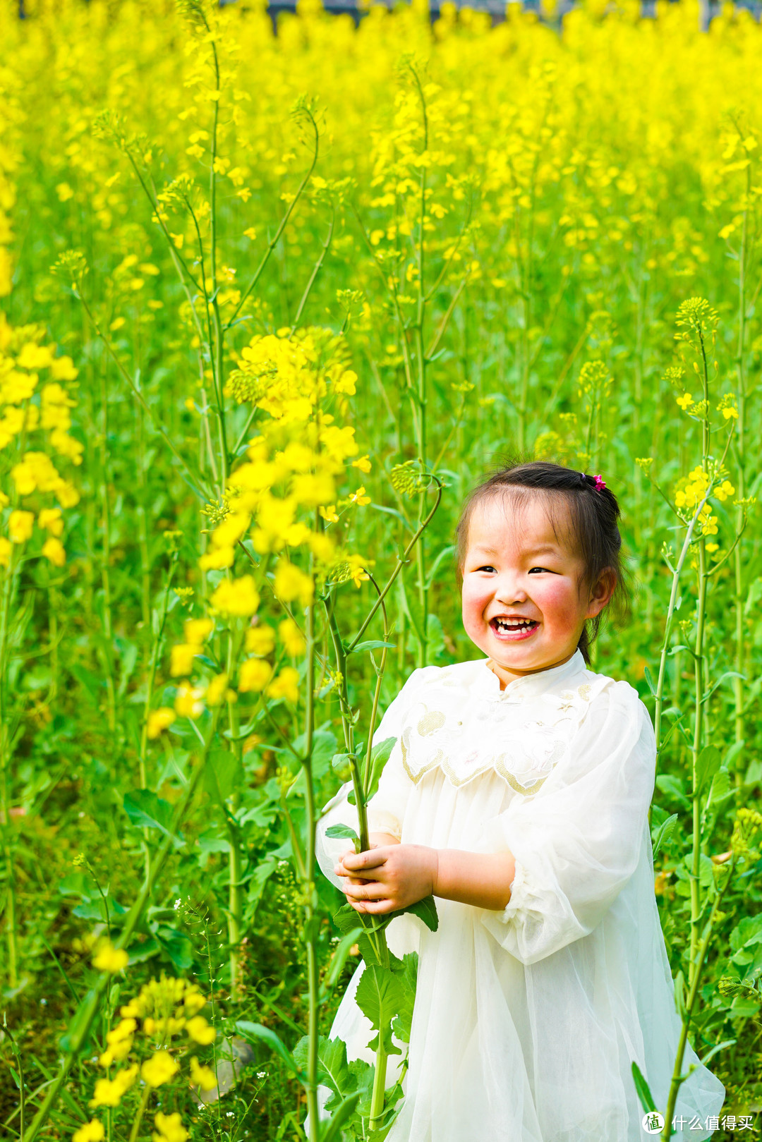 哈哈，但是我找到油菜花啦